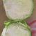 包菜