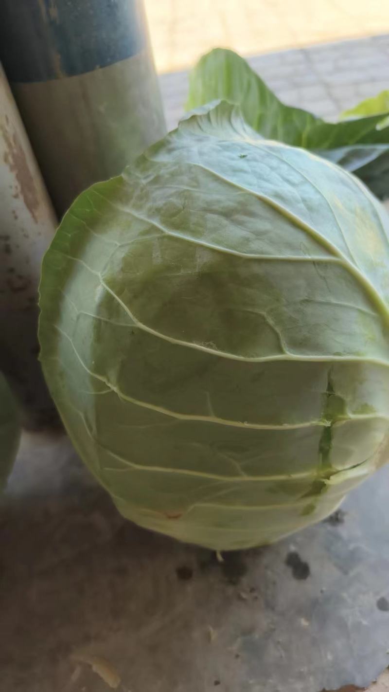 包菜