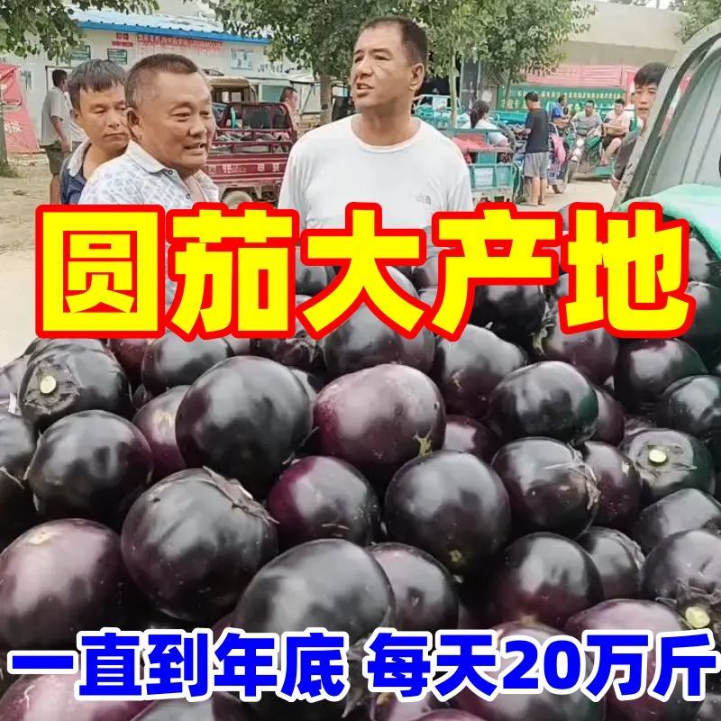 山东莘县圆茄，茄子，紫光圆茄【净棚货，食堂货】量大，价低