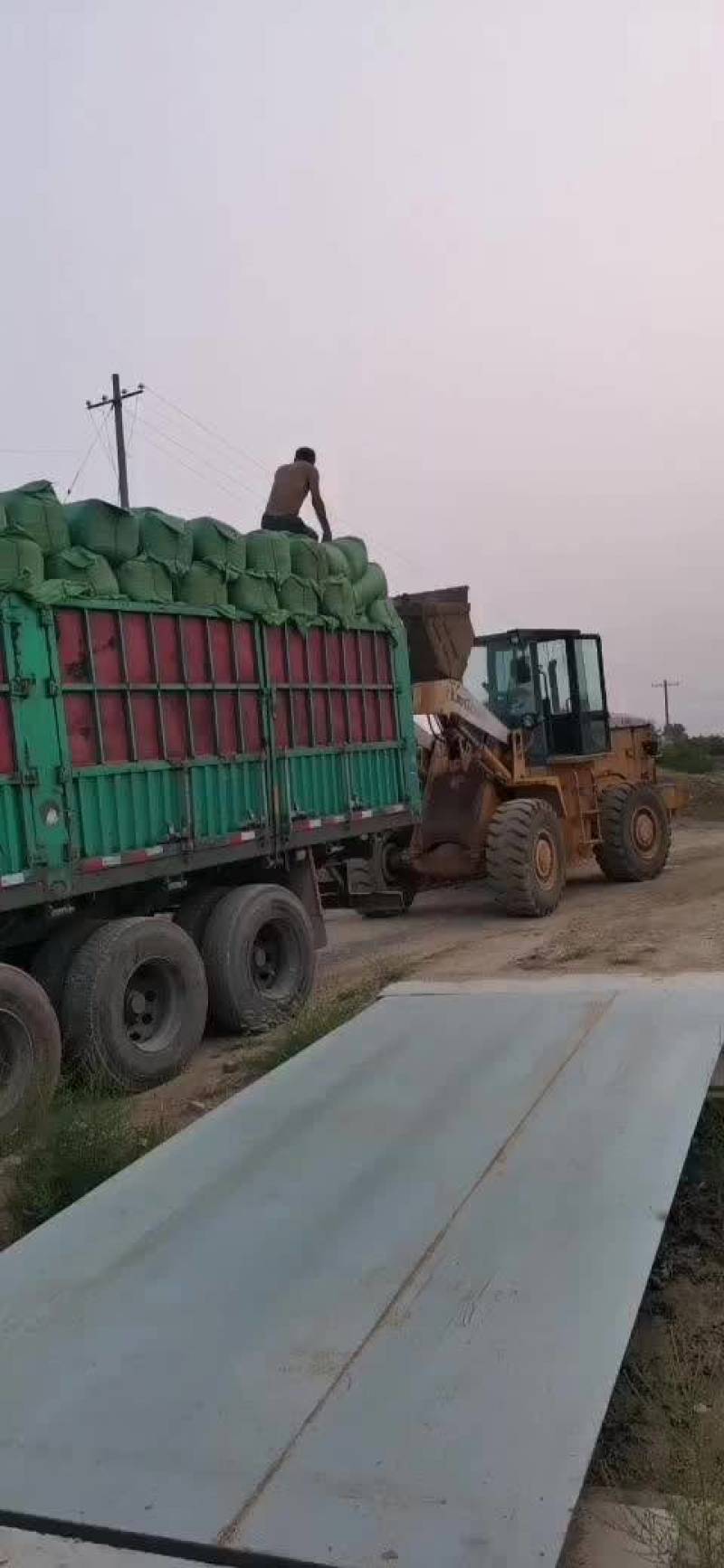 优质青黄储草