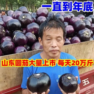 【产地价格低】山东莘县紫光圆茄子食堂货赶集货社区团购电商