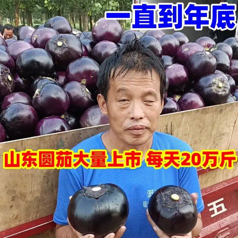 【产地价格低】山东莘县紫光圆茄子食堂货赶集货社区团购电商