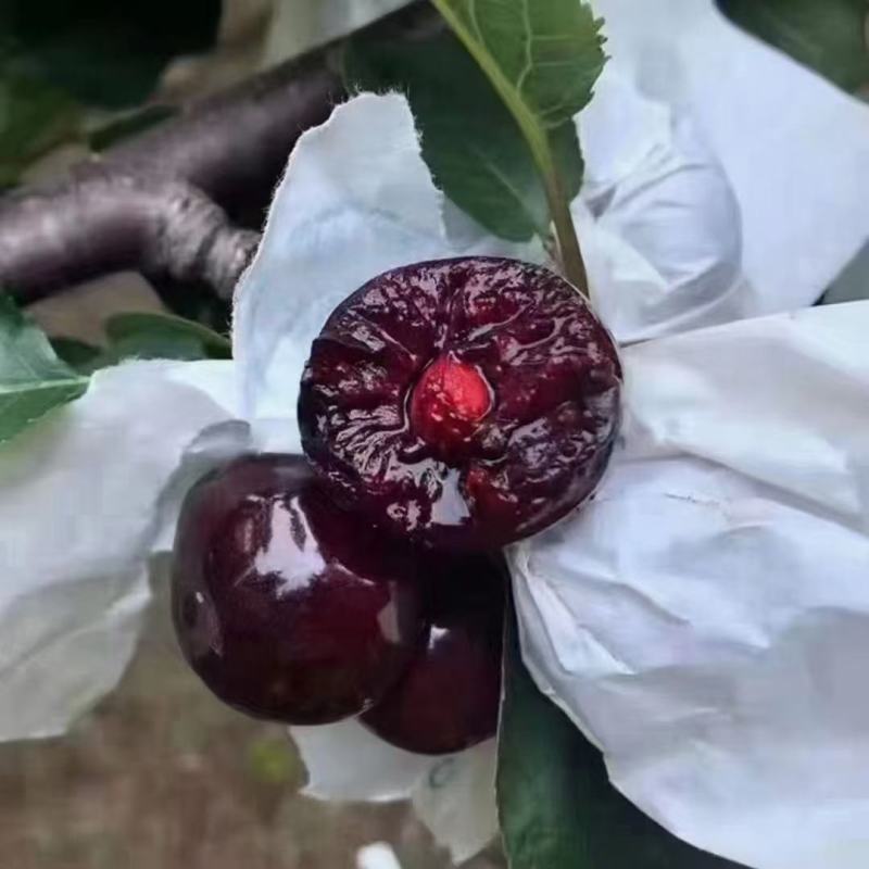 弗里斯克组培吉塞拉嫁接南方车厘子树苗大樱桃苗