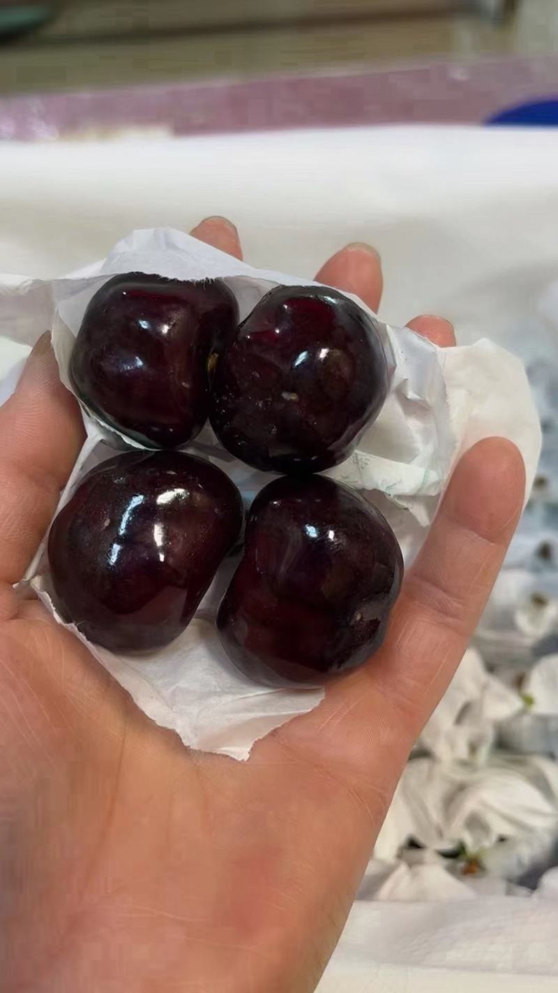 弗里斯克组培吉塞拉嫁接南方车厘子树苗大樱桃苗