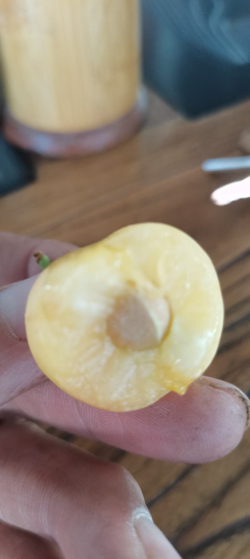 弗里斯克组培吉塞拉嫁接南方车厘子树苗大樱桃苗