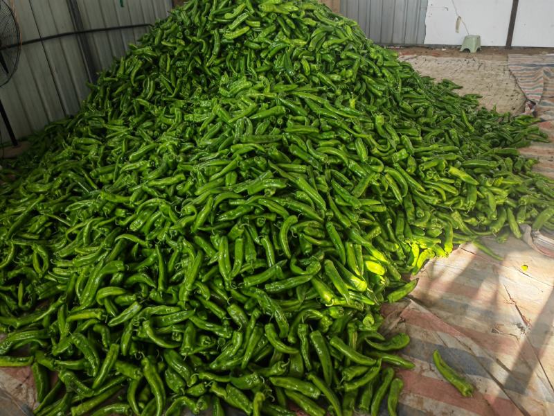 精品尖椒鲜辣椒量大从优产地一手货源欢迎来电