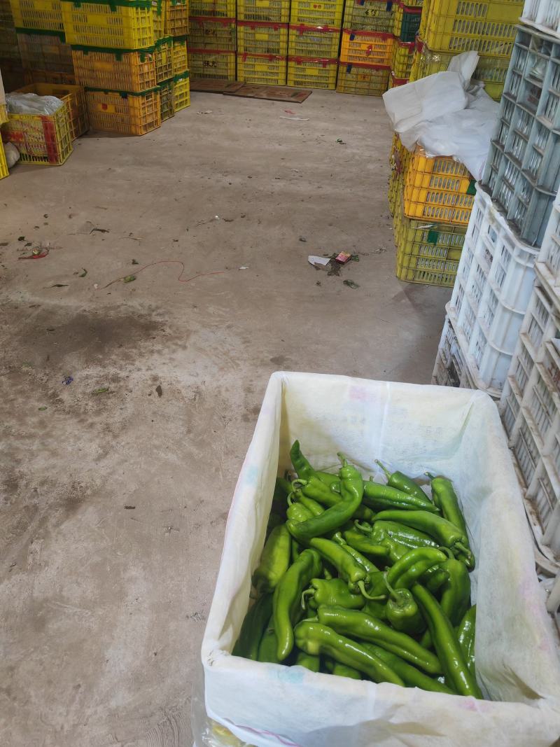 精品尖椒鲜辣椒量大从优产地一手货源欢迎来电