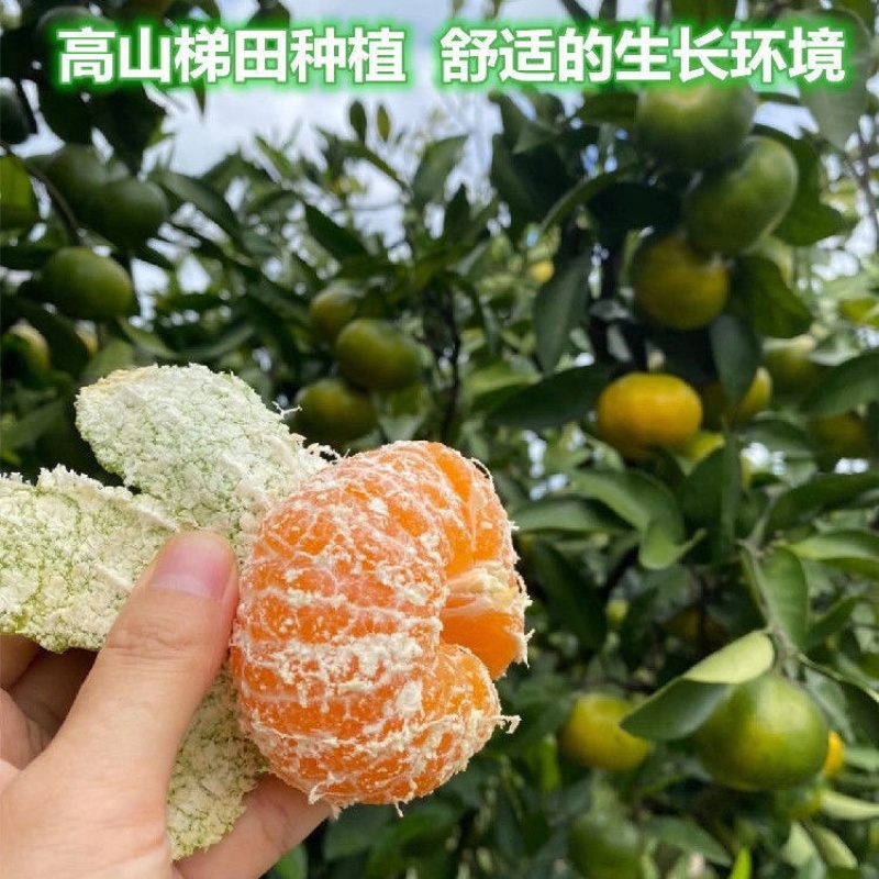 优质蜜橘云南高山特早蜜橘产地直供一手货源诚信经营