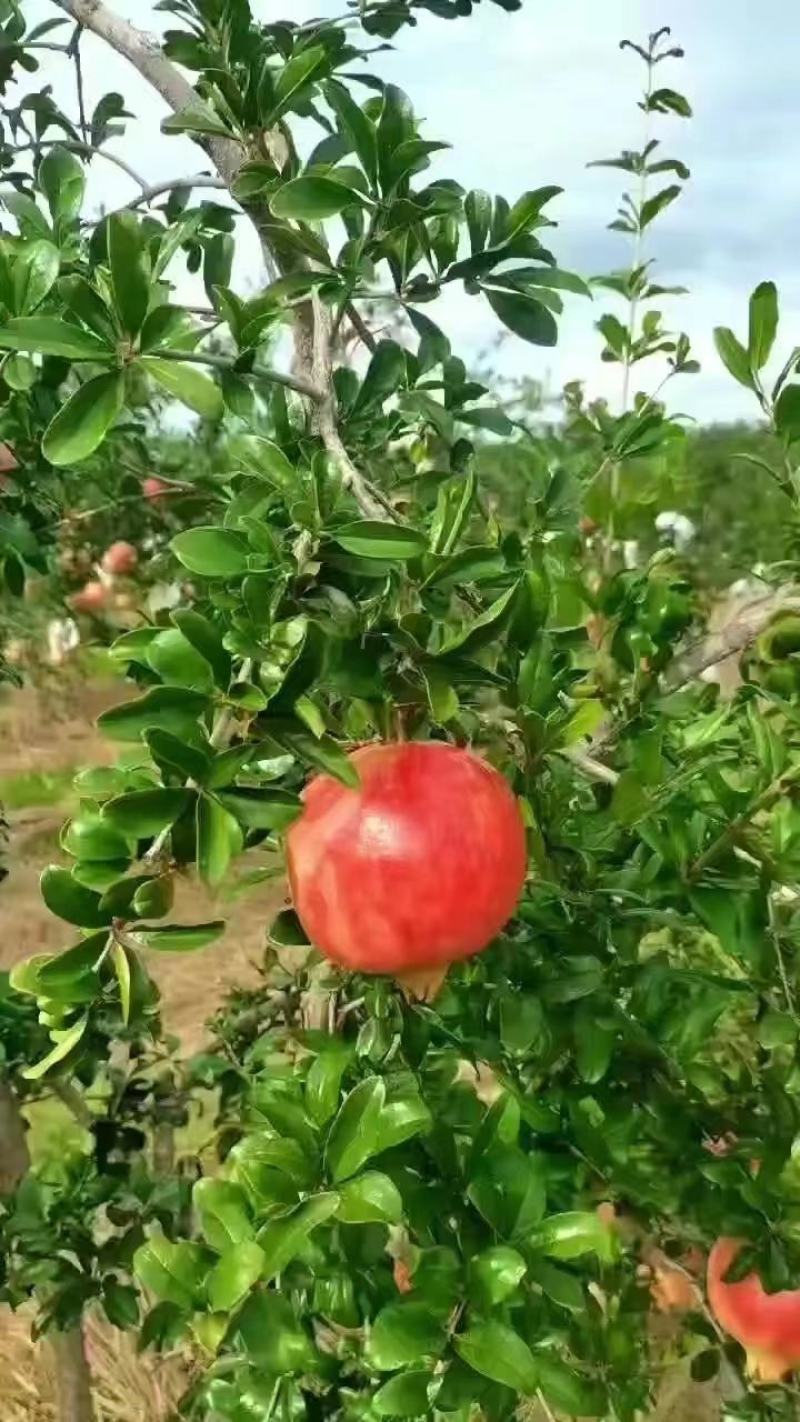 会理石榴大量上市中欢迎各位大佬前来选购