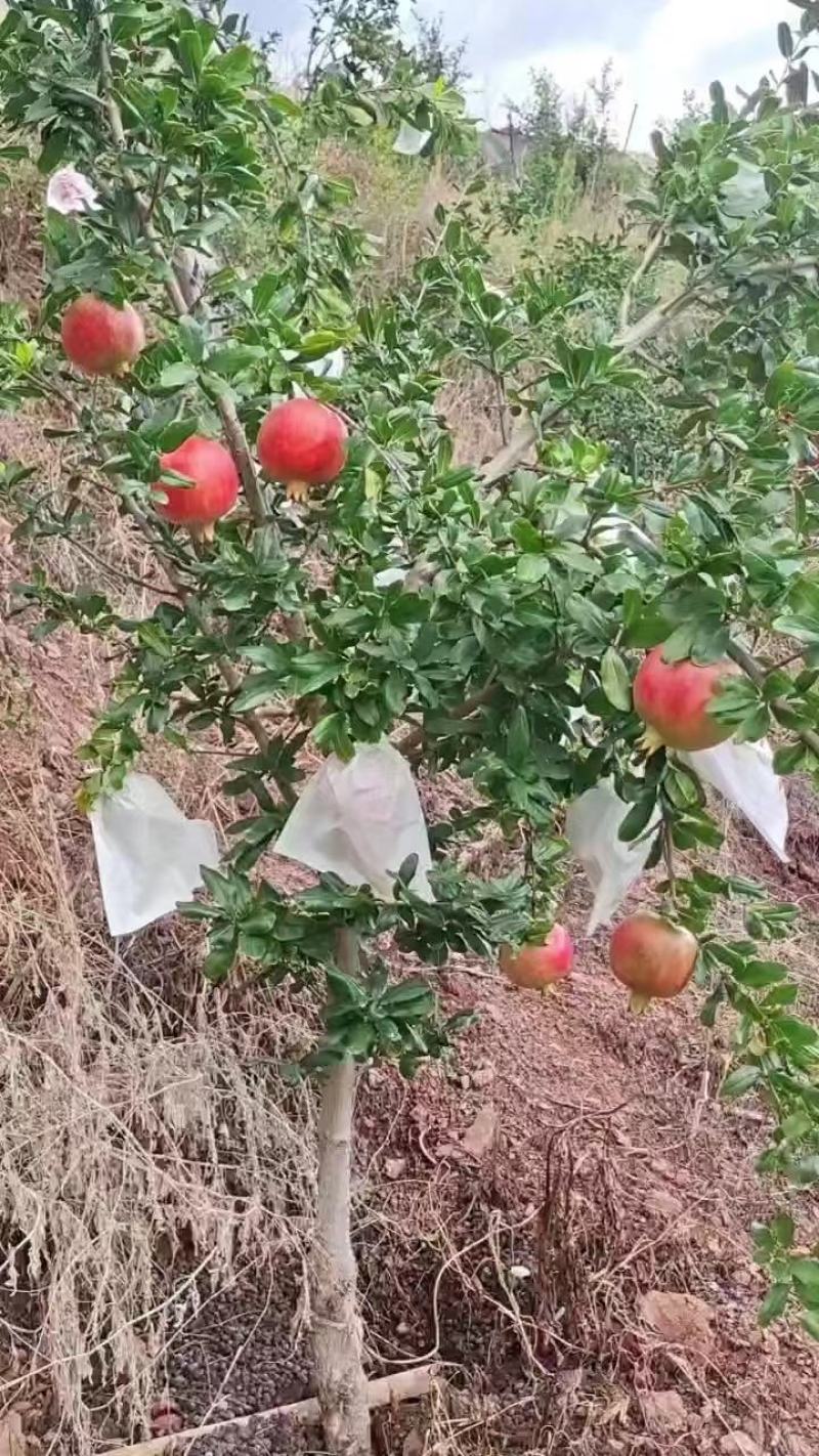会理石榴大量上市中欢迎各位大佬前来选购