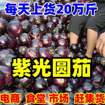 山东圆茄，茄子紫光圆茄【净棚货食堂货】一直到年底，电我