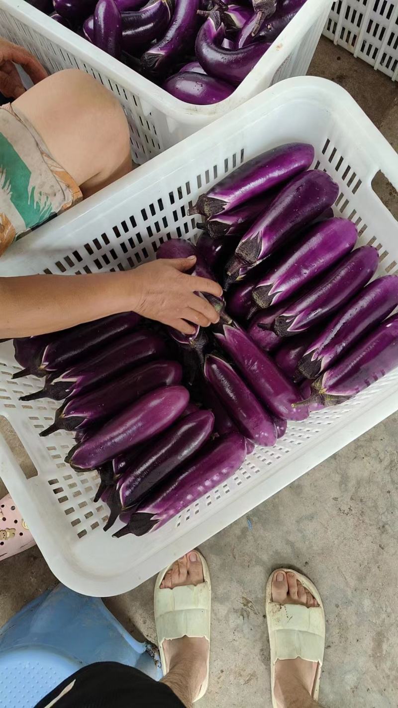 精品二红茄
