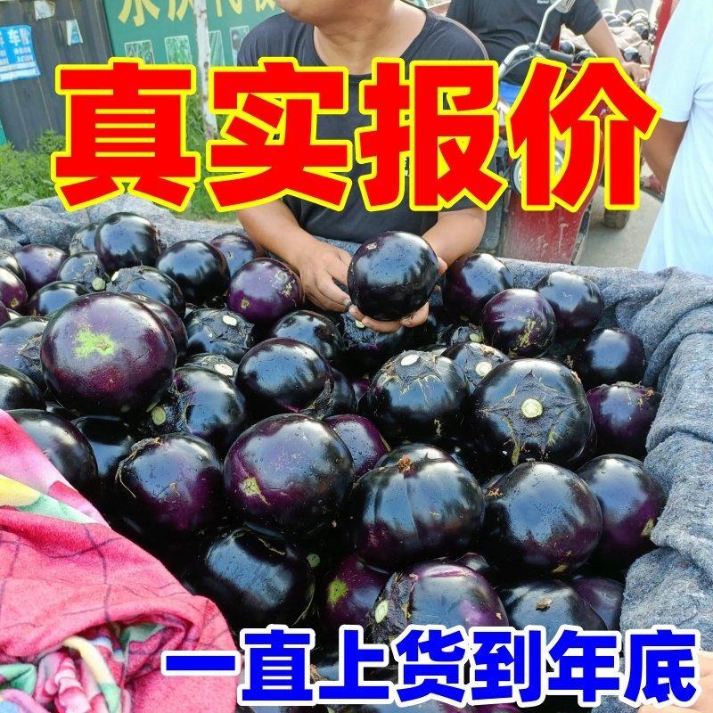 山东莘县茄子，紫光圆茄【每天50万斤】一直到年底，电我！