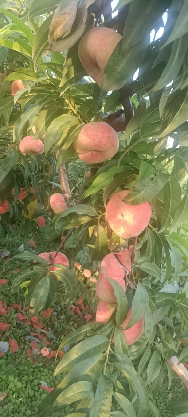 水蜜蟠桃