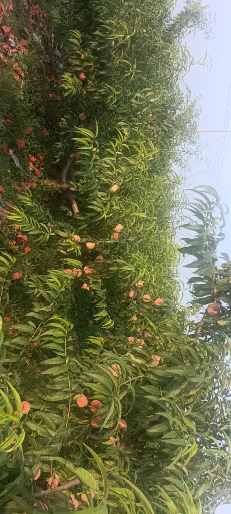 水蜜蟠桃