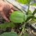 公斤青茄，巨型供棚，油量无籽欢迎来扶沟县曹里乡，紫花公斤