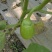 公斤青茄，巨型供棚，油量无籽欢迎来扶沟县曹里乡，紫花公斤