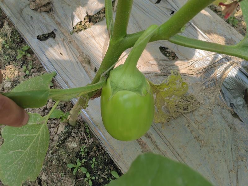 公斤青茄，巨型供棚，油量无籽欢迎来扶沟县曹里乡，紫花公斤