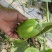公斤青茄，巨型供棚，油量无籽欢迎来扶沟县曹里乡，紫花公斤