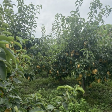 河南漯河市秋月梨现摘现发货源充足，欢迎老板采购