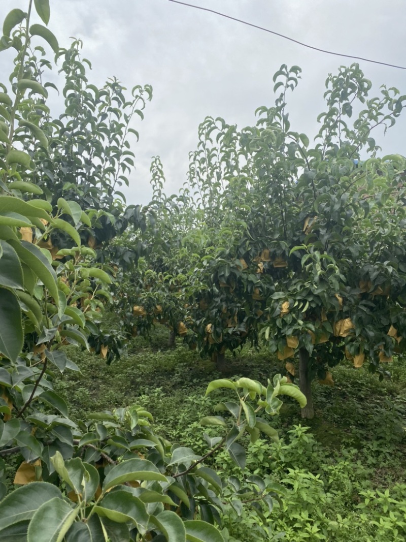 河南漯河市秋月梨现摘现发货源充足，欢迎老板采购