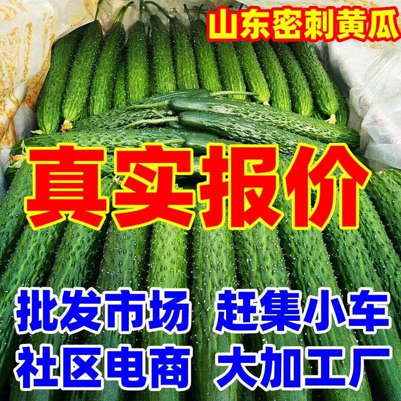【真实报价】山东密刺黄瓜，电商赶集小车加工厂批发市场供应