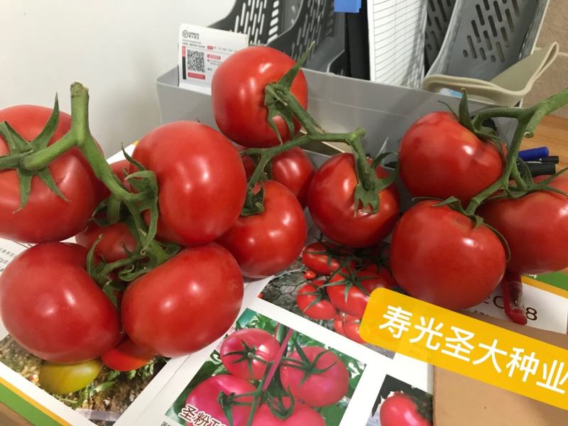 杂交一代大红番茄种子单果280克耐高温***南方露地拱棚