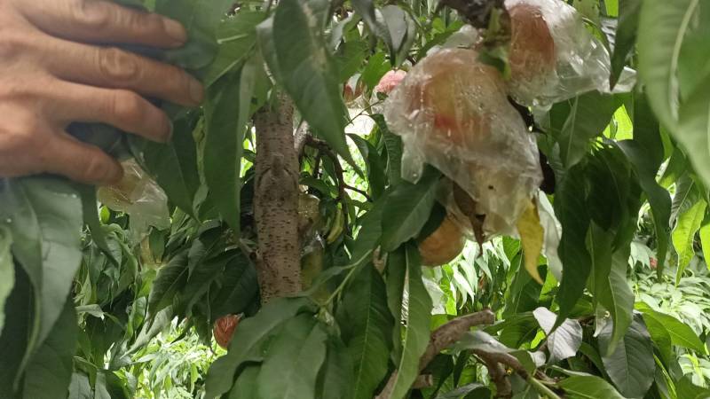 膜袋桃