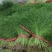 韭菜茴香香菜