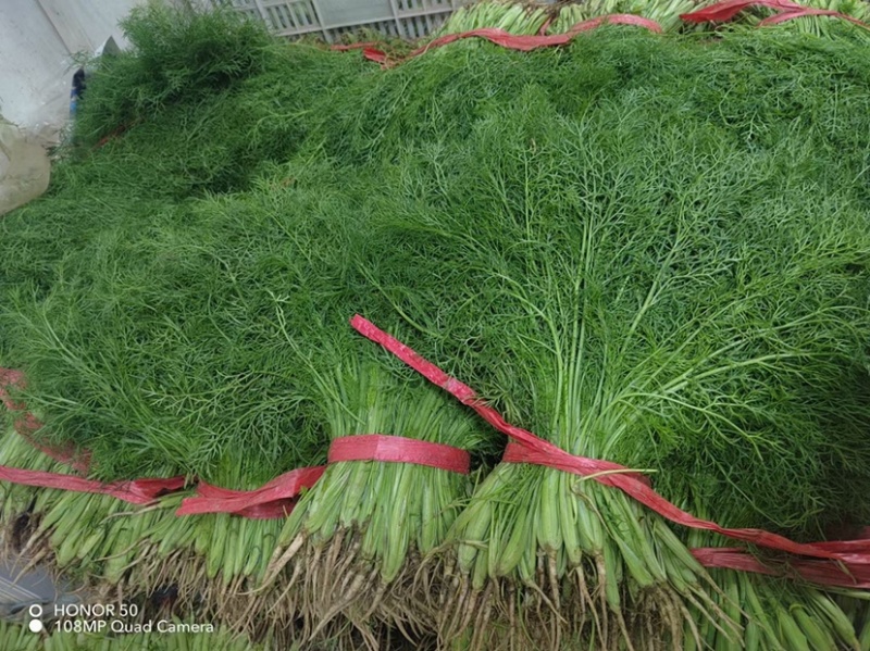 韭菜茴香香菜