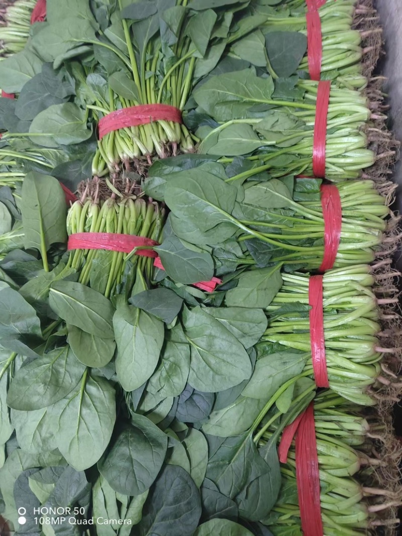 韭菜茴香香菜