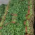 韭菜茴香香菜
