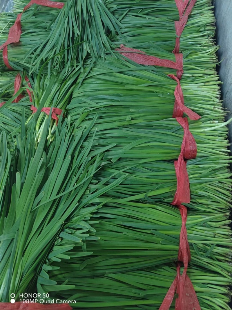 韭菜茴香香菜