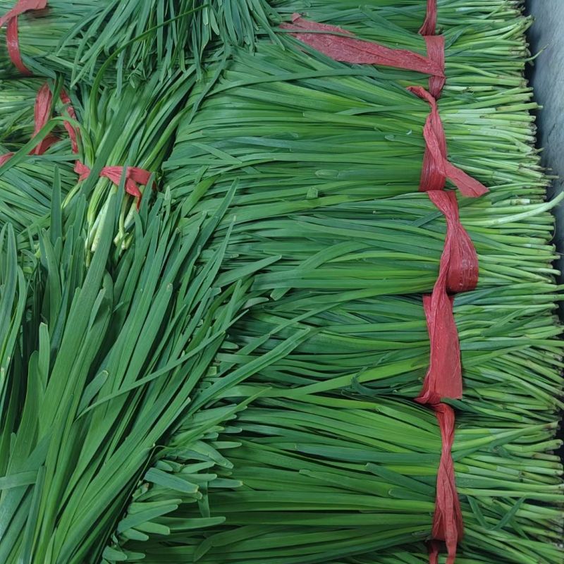 韭菜茴香香菜