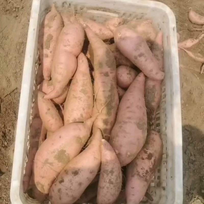 新乐市万红薯基地，大量上市