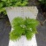 蒲葵室内绿植盆栽净化新鲜空气居家室内室外常备绿植盆栽净化