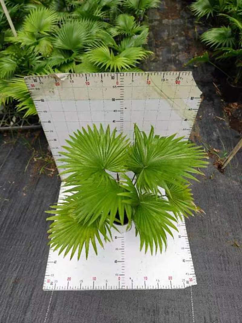 蒲葵室内绿植盆栽净化新鲜空气居家室内室外常备绿植盆栽净化