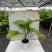 蒲葵室内绿植盆栽净化新鲜空气居家室内室外常备绿植盆栽净化