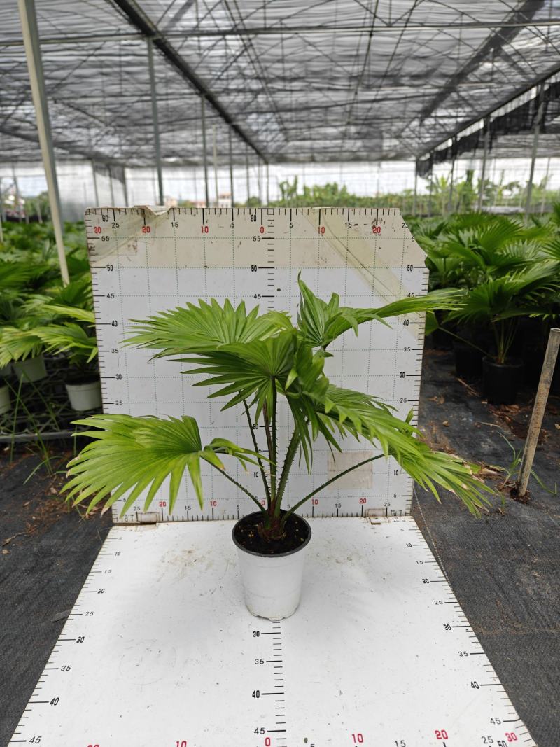 蒲葵室内绿植盆栽净化新鲜空气居家室内室外常备绿植盆栽净化
