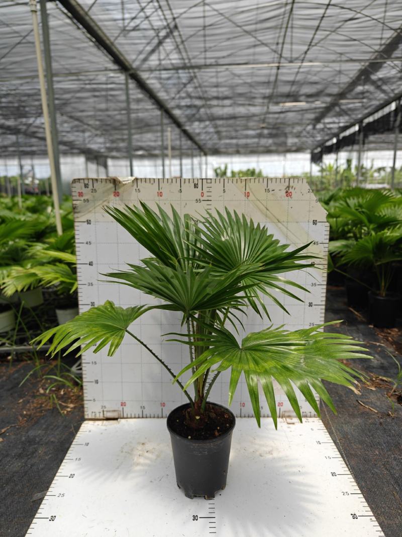 蒲葵室内绿植盆栽净化新鲜空气居家室内室外常备绿植盆栽净化