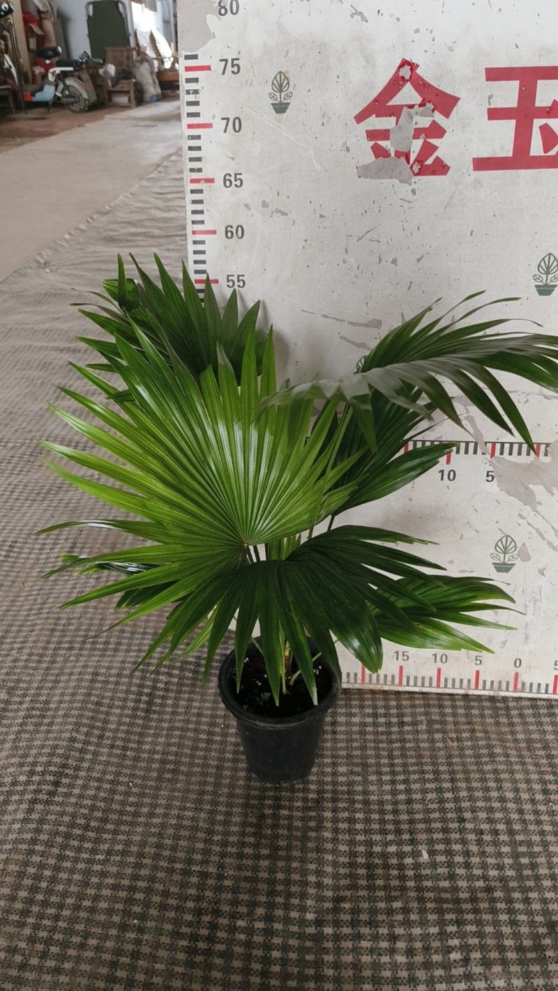 蒲葵室内绿植盆栽净化新鲜空气居家室内室外常备绿植盆栽净化