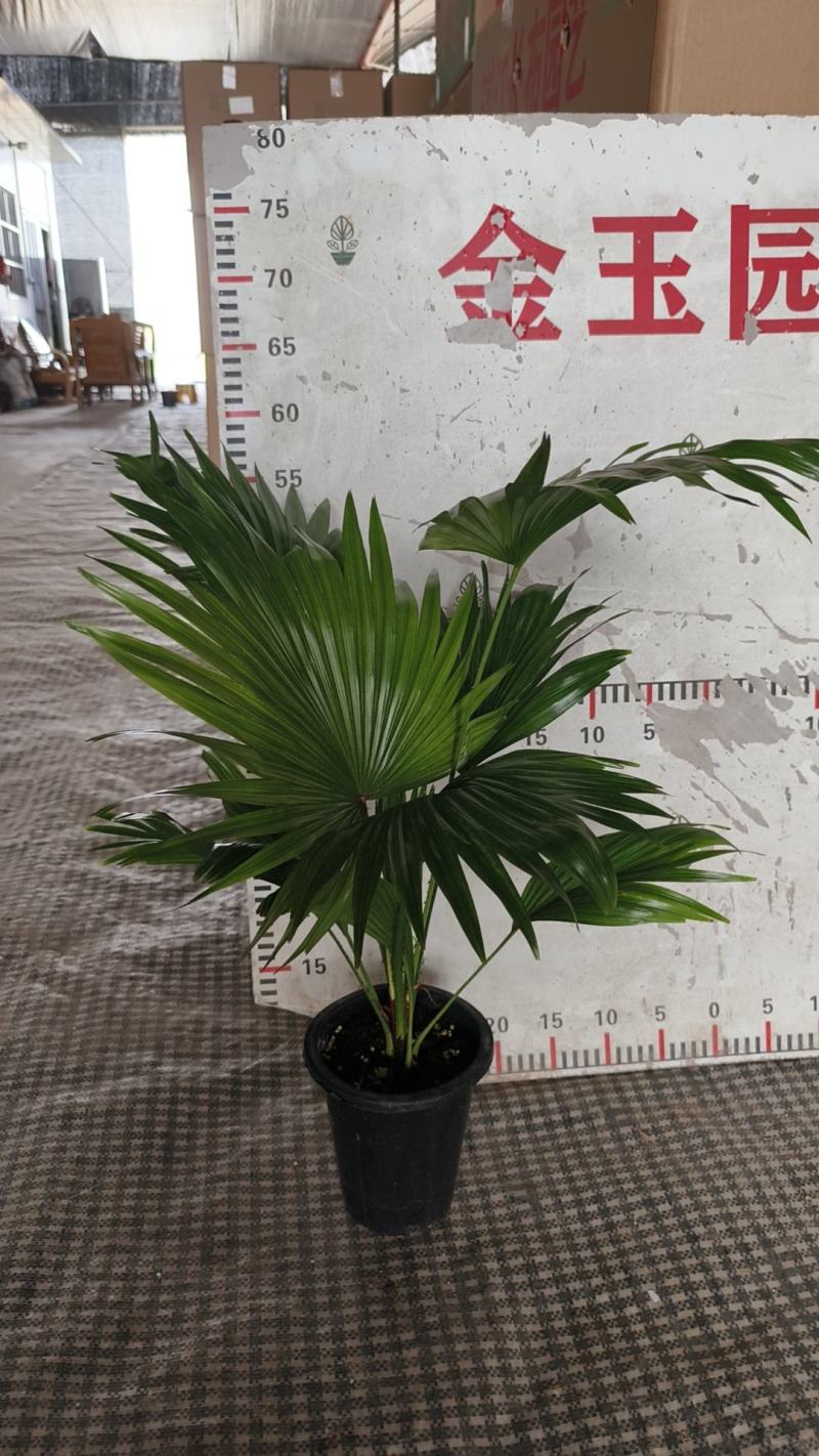 蒲葵室内绿植盆栽净化新鲜空气居家室内室外常备绿植盆栽净化
