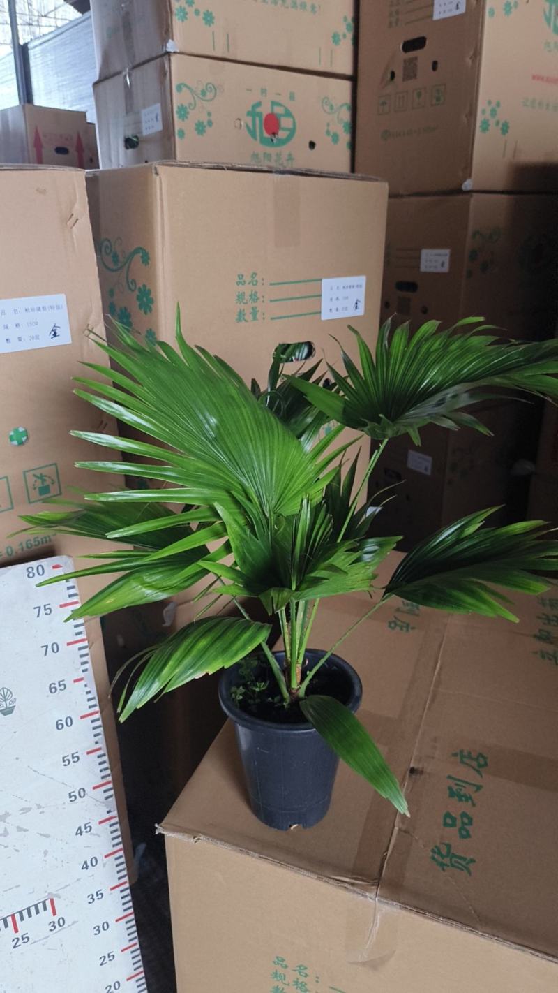 蒲葵室内绿植盆栽净化新鲜空气居家室内室外常备绿植盆栽净化