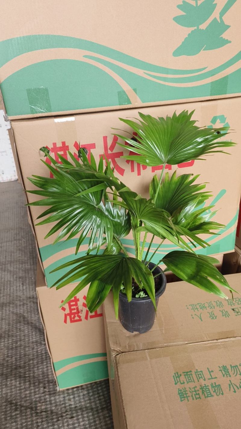 蒲葵室内绿植盆栽净化新鲜空气居家室内室外常备绿植盆栽净化