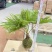 蒲葵室内绿植盆栽净化新鲜空气居家室内室外常备绿植盆栽净化