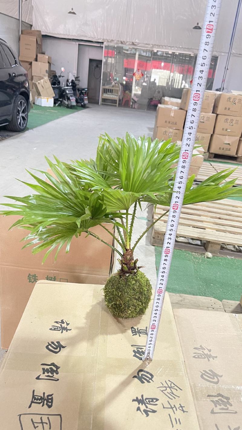 蒲葵室内绿植盆栽净化新鲜空气居家室内室外常备绿植盆栽净化