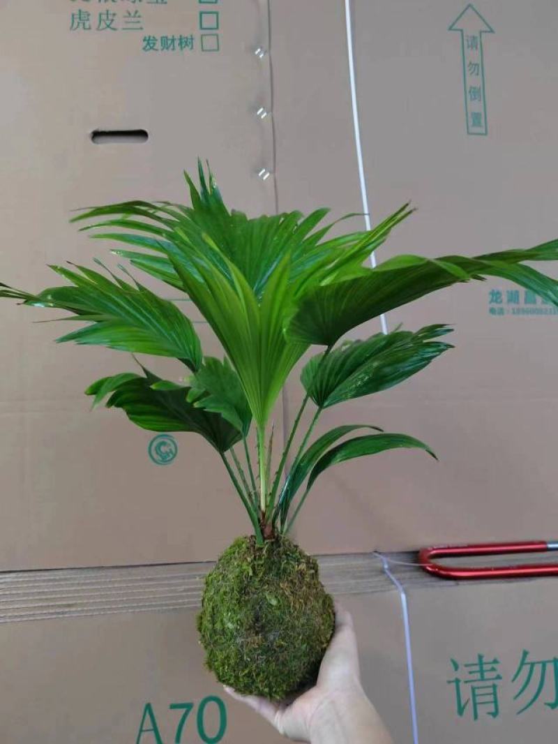 蒲葵室内绿植盆栽净化新鲜空气居家室内室外常备绿植盆栽净化