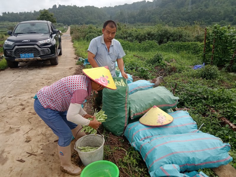 白不老，大白豆！基地直发，欢迎大家对接选购