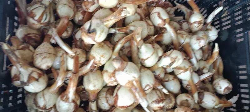 海安芋头王子云南万亩慈菇基地海安总经销