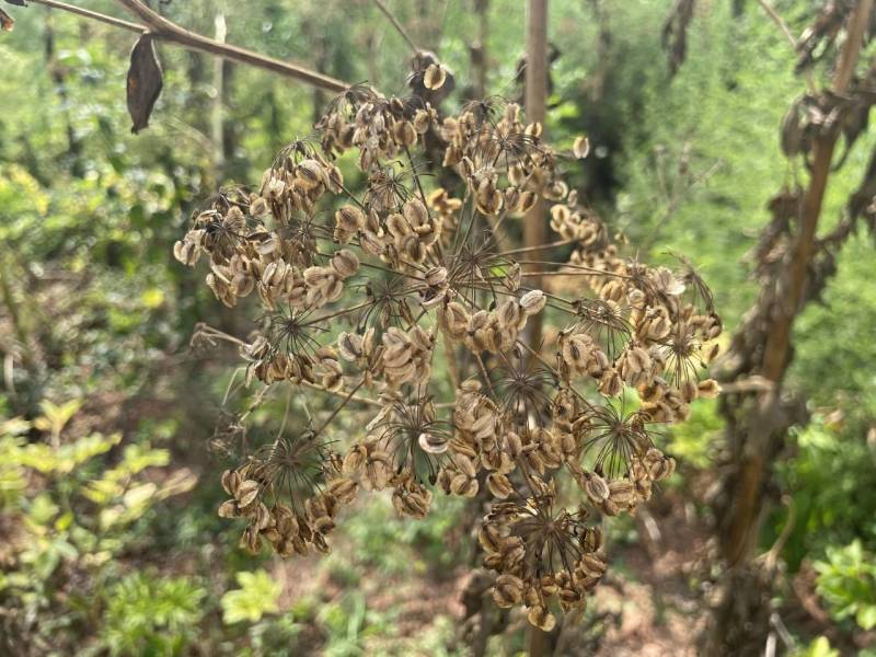 中药白芷种子货源充足量大从优质量保证欢迎咨询